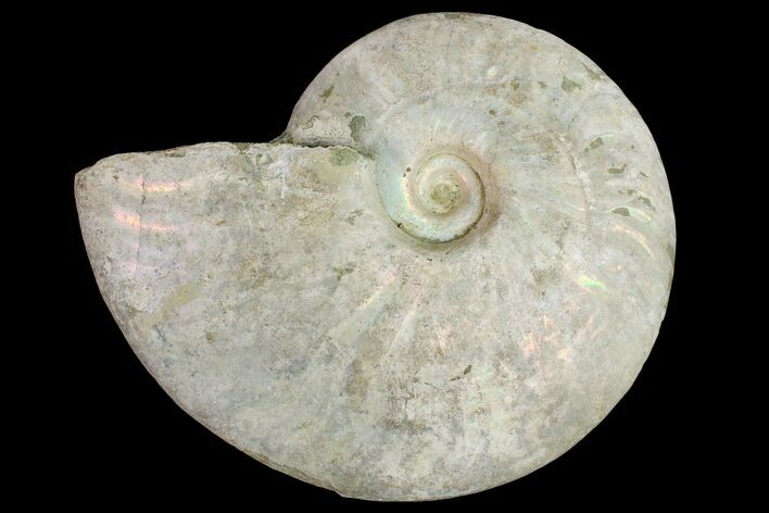 Silver Iridescent Ammonite (Cleoniceras) Fossil - Madagascar #159373